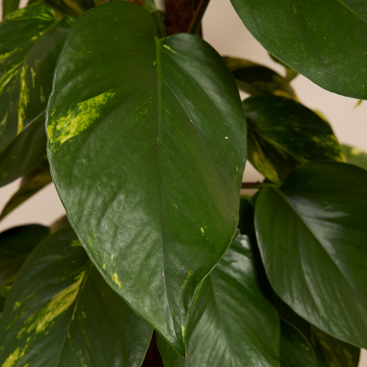 Epipremnum Aureum on XXL Moss Pole – Indoor Plant