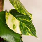 Epipremnum Aureum on XXL Moss Pole – Indoor Plant