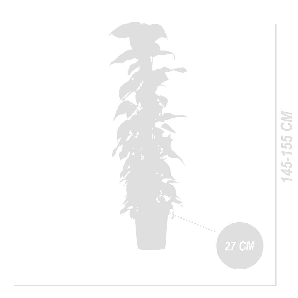 Epipremnum Aureum on XXL Moss Pole – Indoor Plant