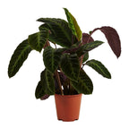 Calathea Warscewiczii – Indoor Plant