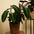 Calathea Warscewiczii – Indoor Plant