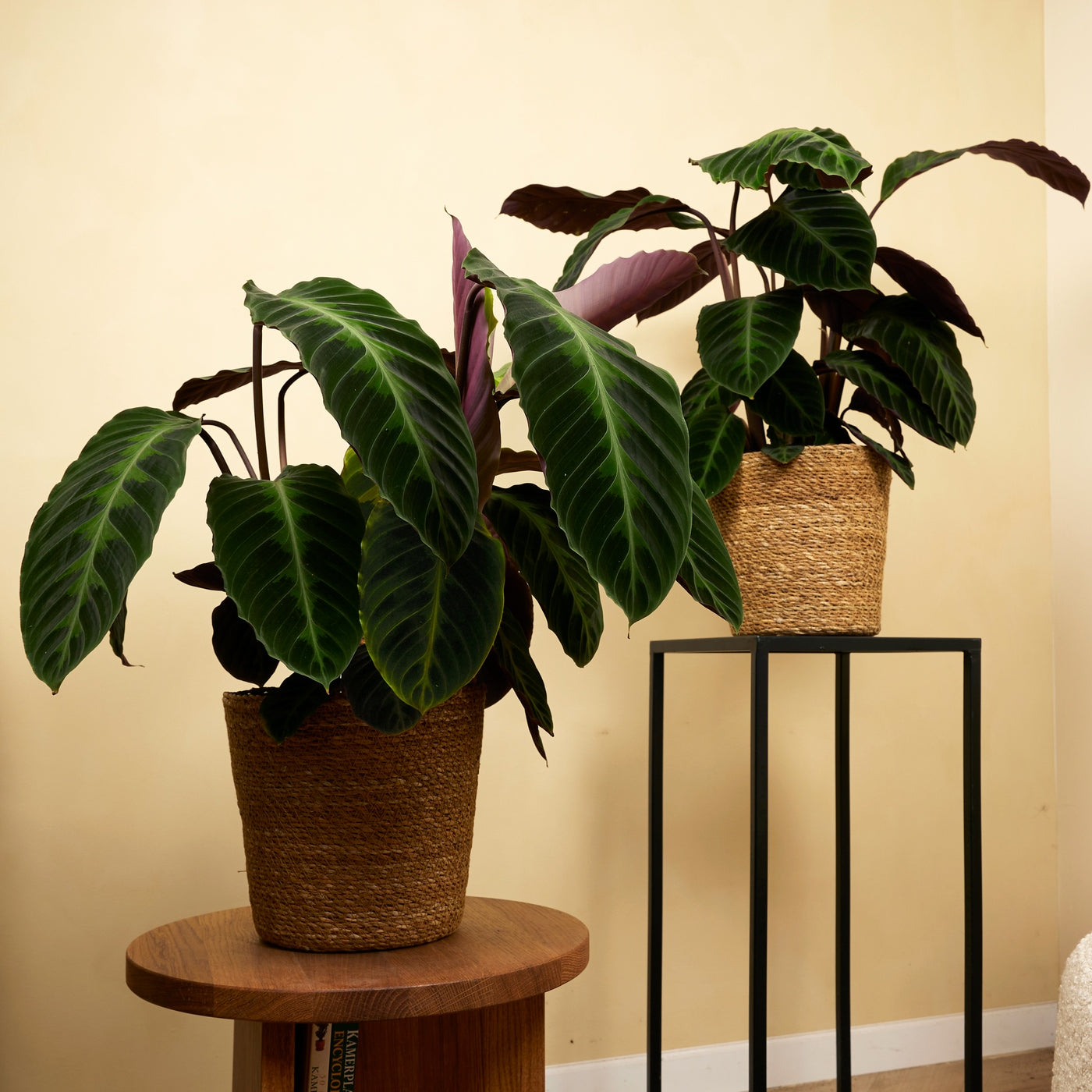 Calathea Warscewiczii – Indoor Plant