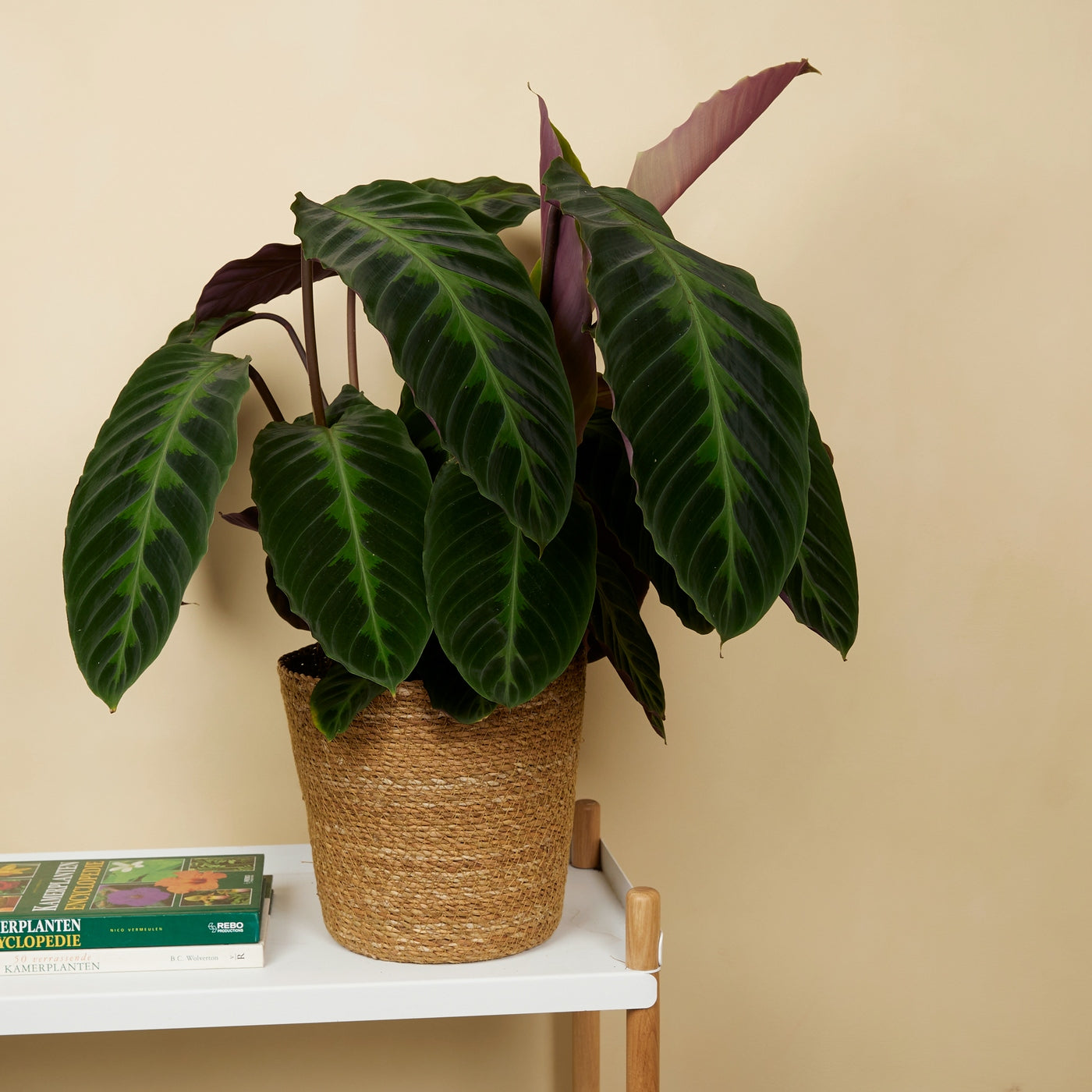 Calathea Warscewiczii – Indoor Plant