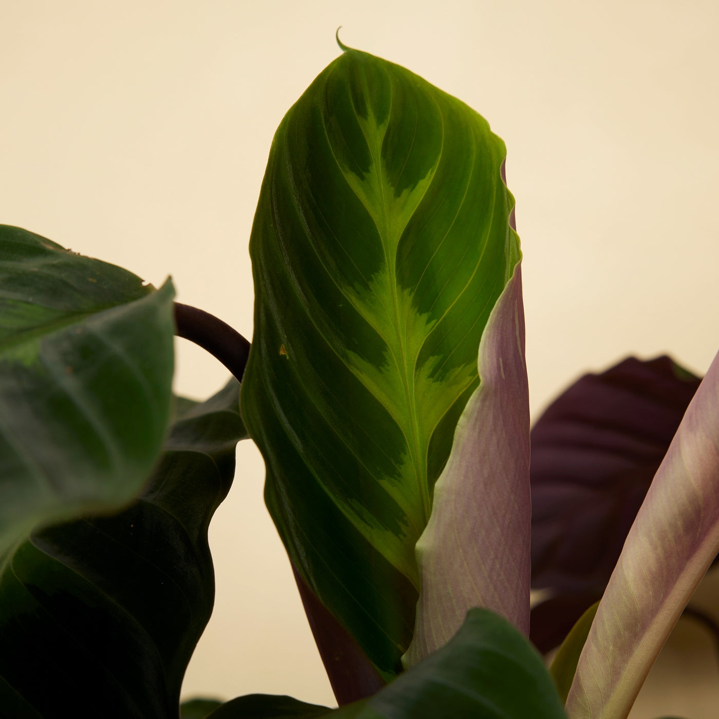 Calathea Warscewiczii – Indoor Plant
