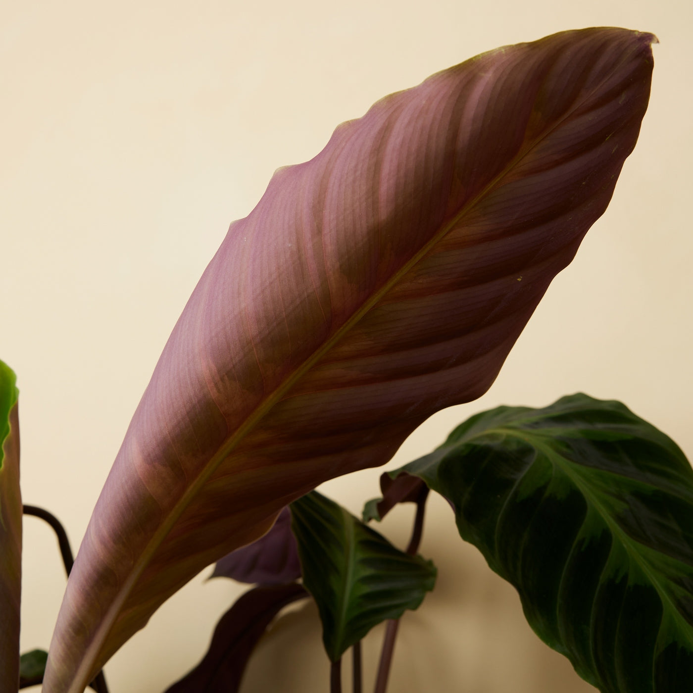 Calathea Warscewiczii – Indoor Plant