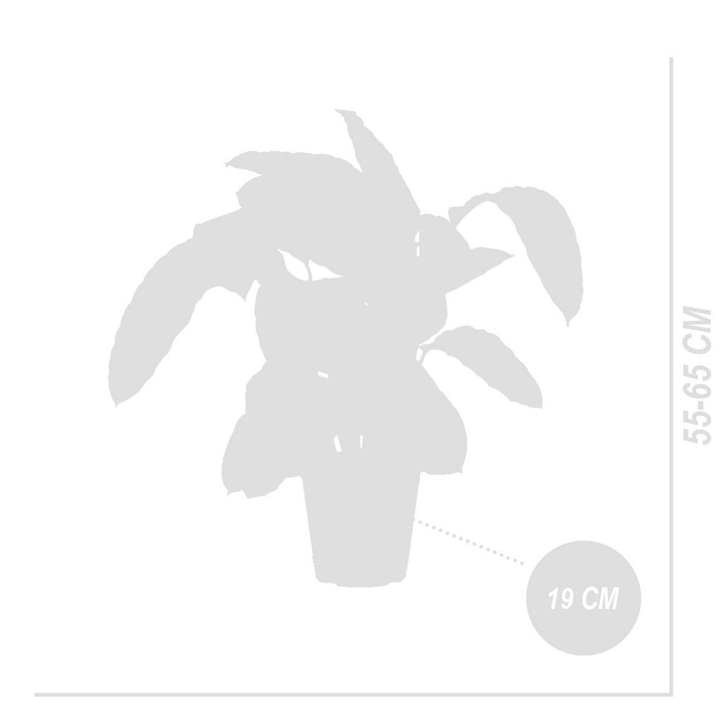 Calathea Warscewiczii – Indoor Plant