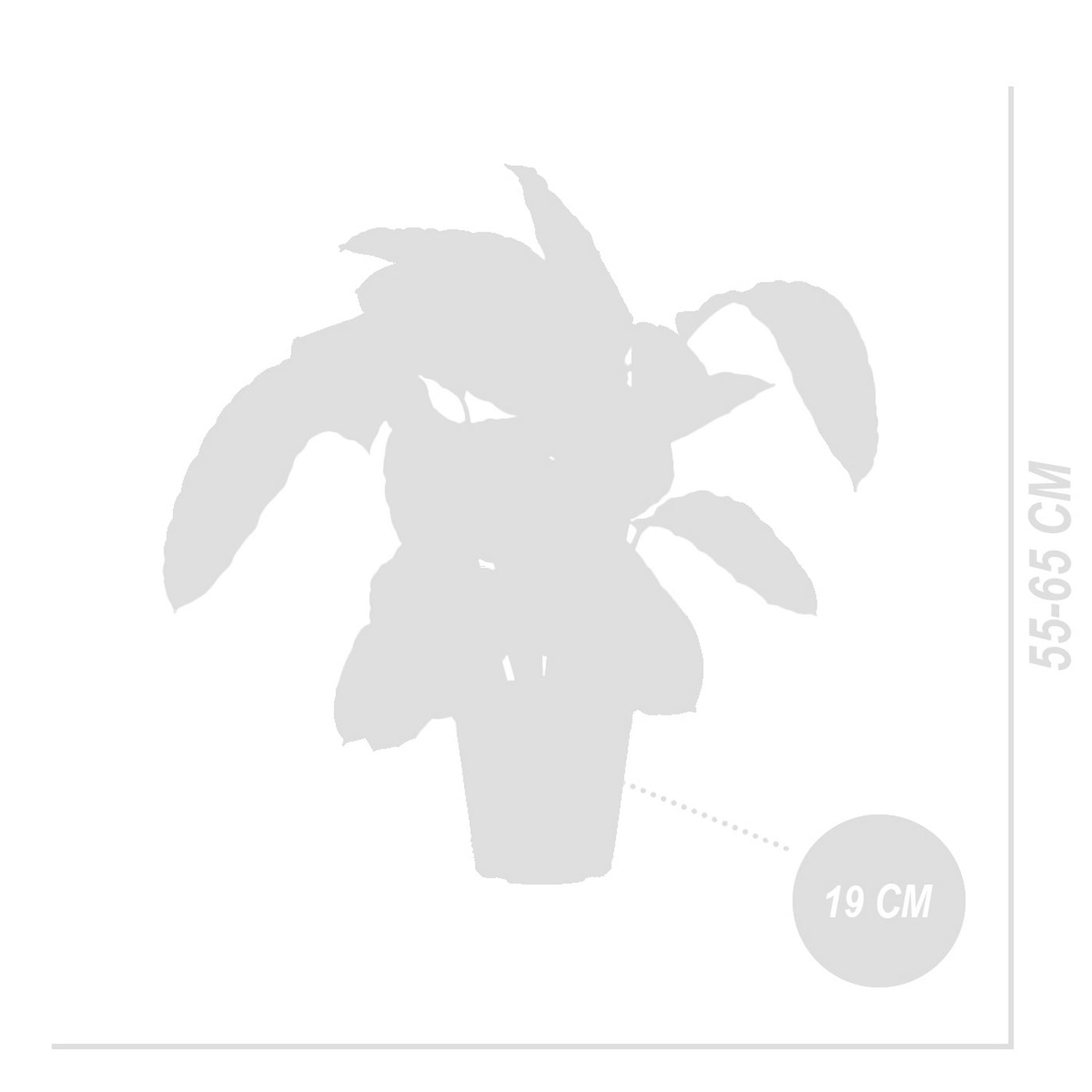 Calathea Warscewiczii – Indoor Plant