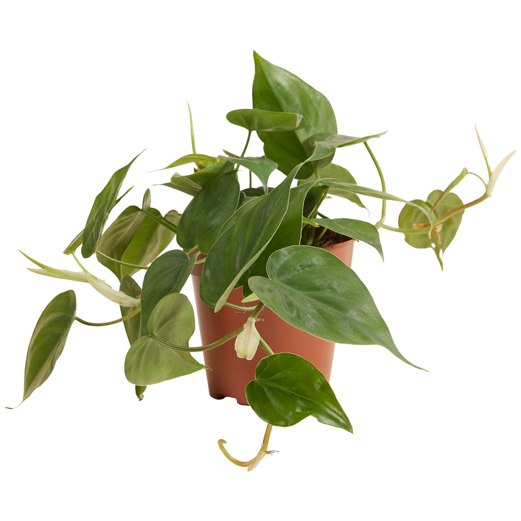 Philodendron Scandens – Plante D'Intérieur