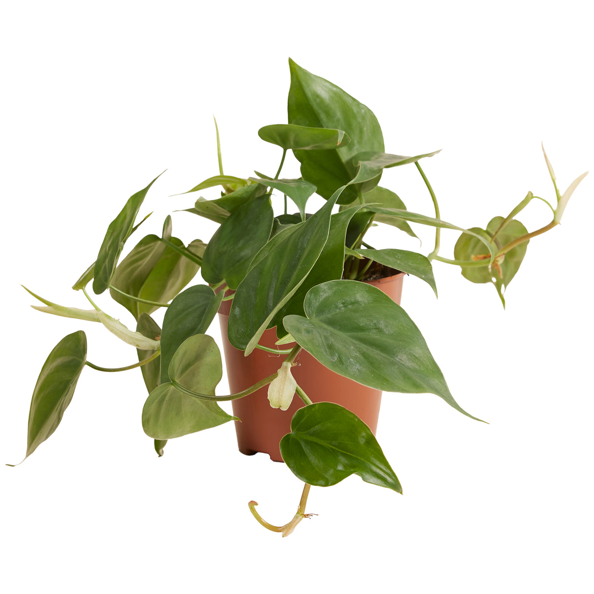 Philodendron Scandens – Plante D'Intérieur