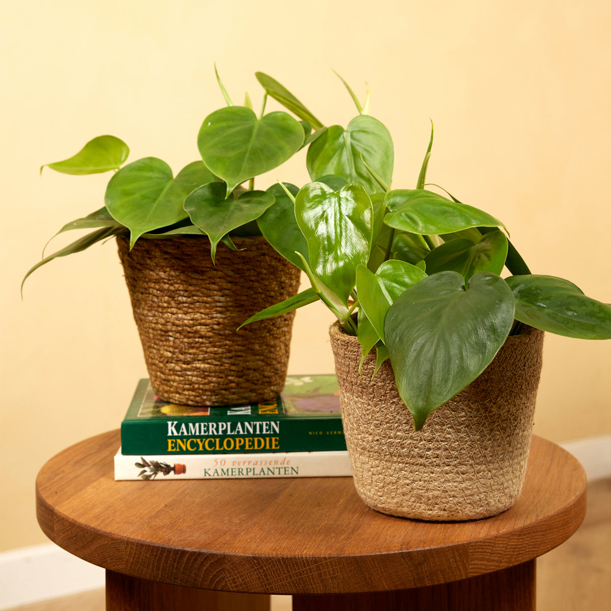 Philodendron Scandens – Plante D'Intérieur