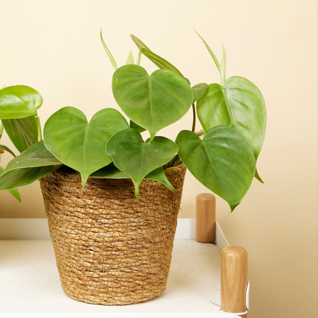 Philodendron Scandens – Plante D'Intérieur