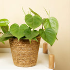 Philodendron Scandens – Plante D'Intérieur