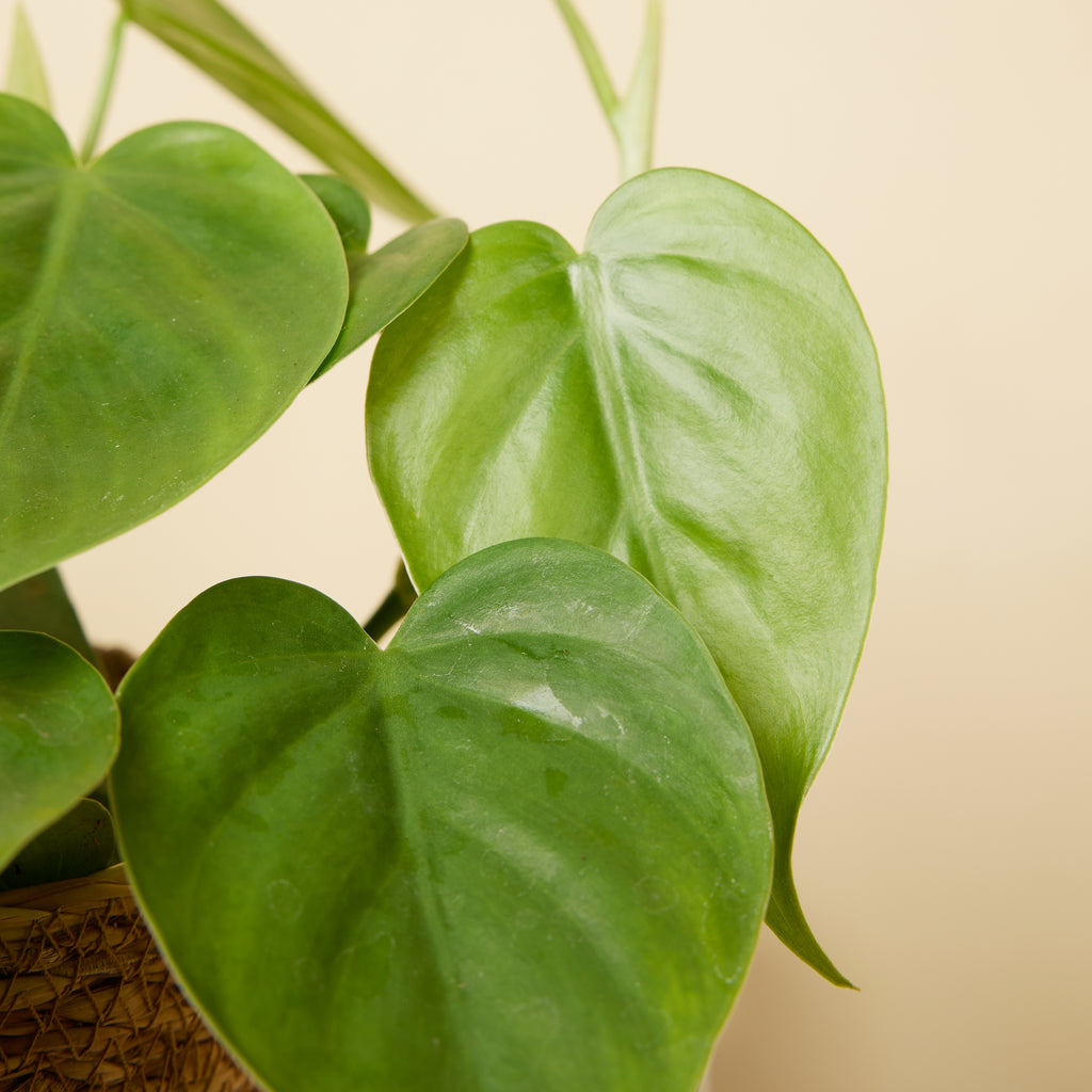 Philodendron Scandens – Plante D'Intérieur