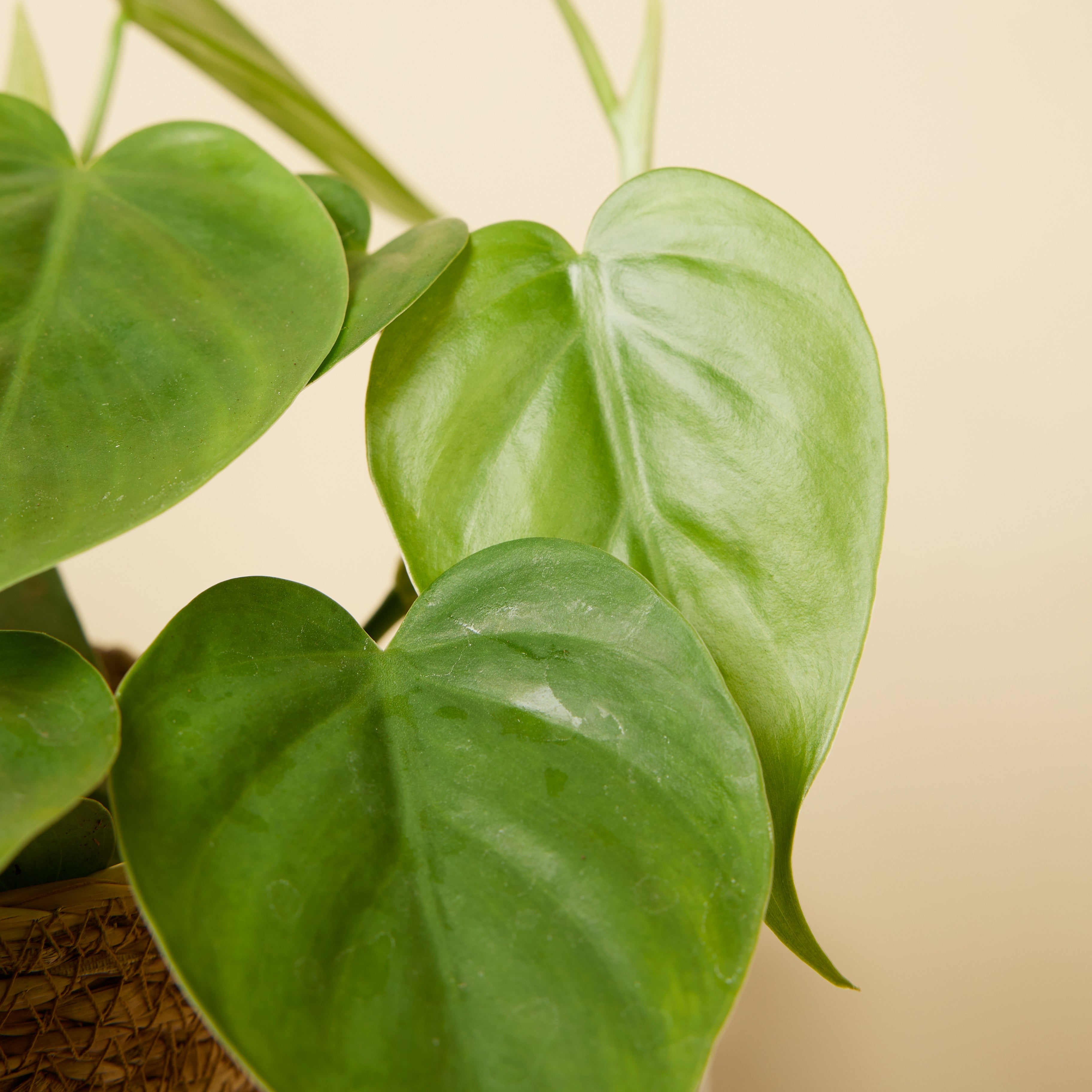 Philodendron Scandens – Plante D'Intérieur