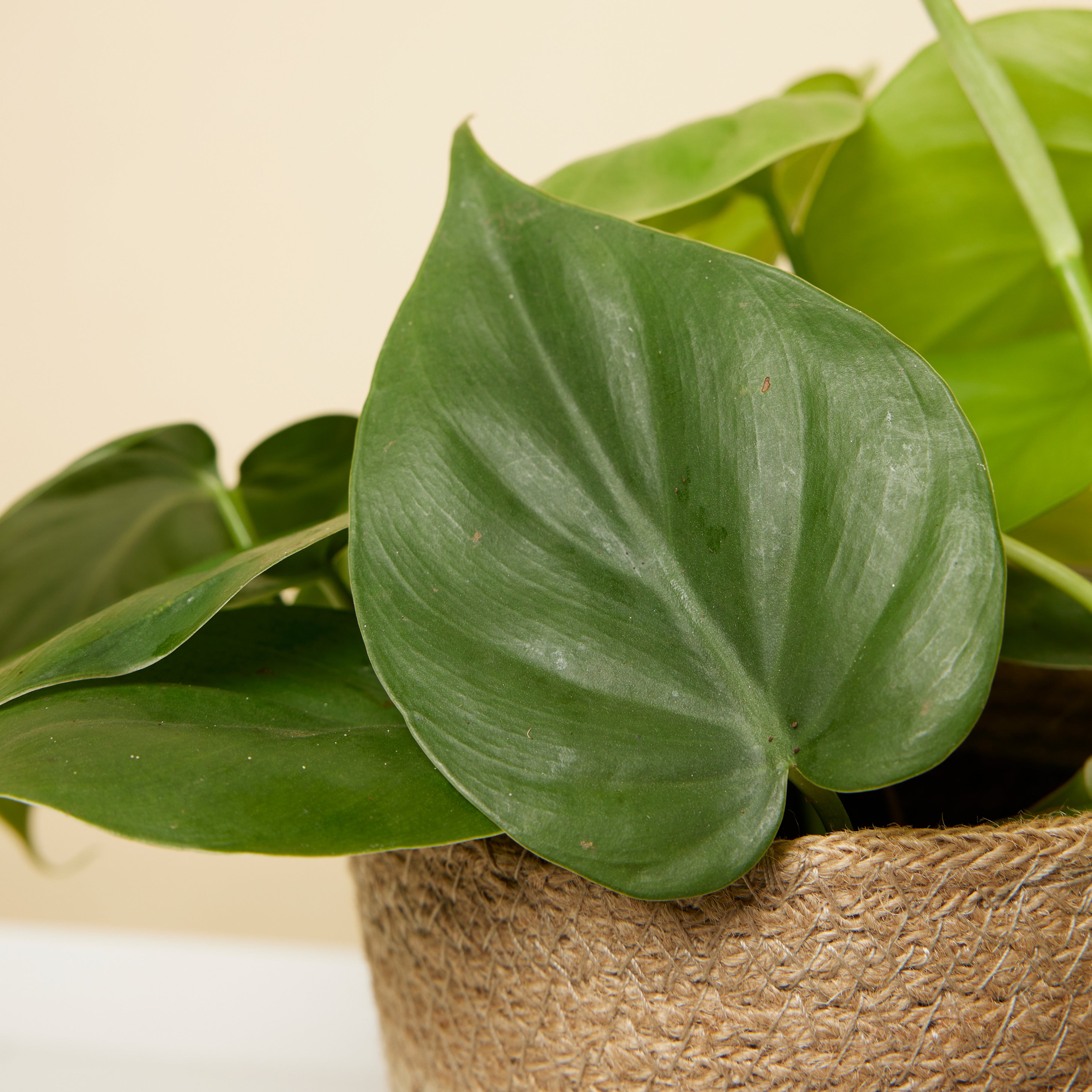 Philodendron Scandens – Plante D'Intérieur