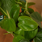 Philodendron Scandens – Plante D'Intérieur