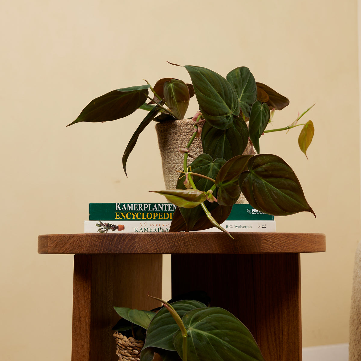 Philodendron Scandens Micans – Houseplant