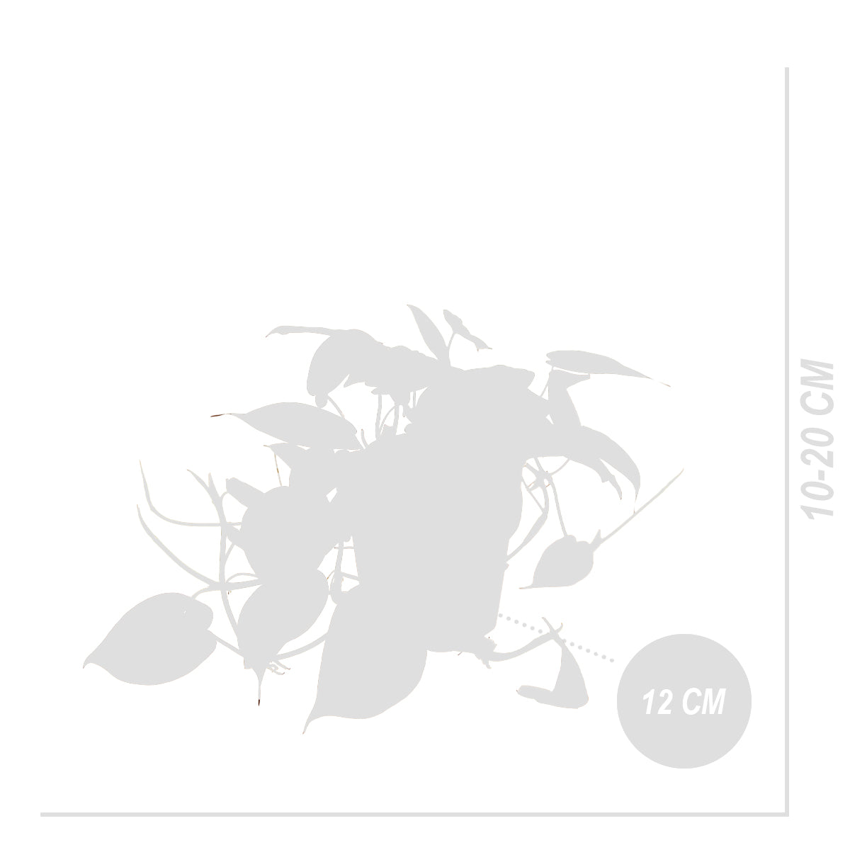 Philodendron Scandens Micans – Houseplant