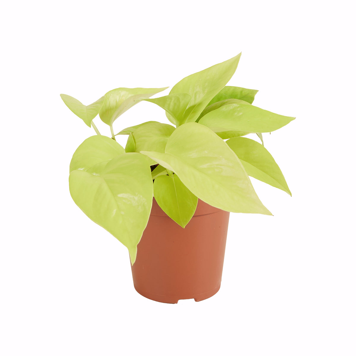 Scindapsus Golden Pothos – Plante D'Intérieur
