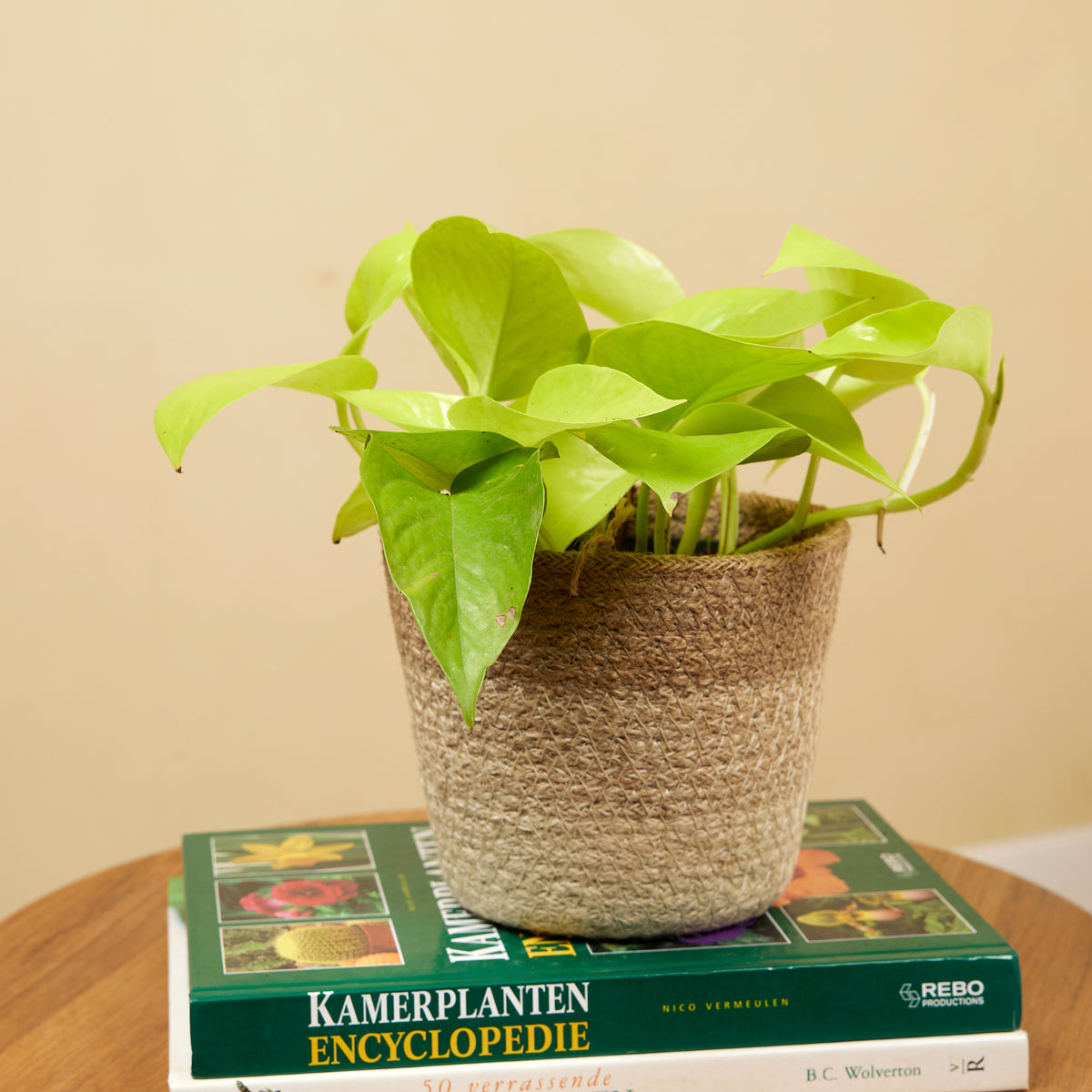 Scindapsus Golden Pothos – Plante D'Intérieur