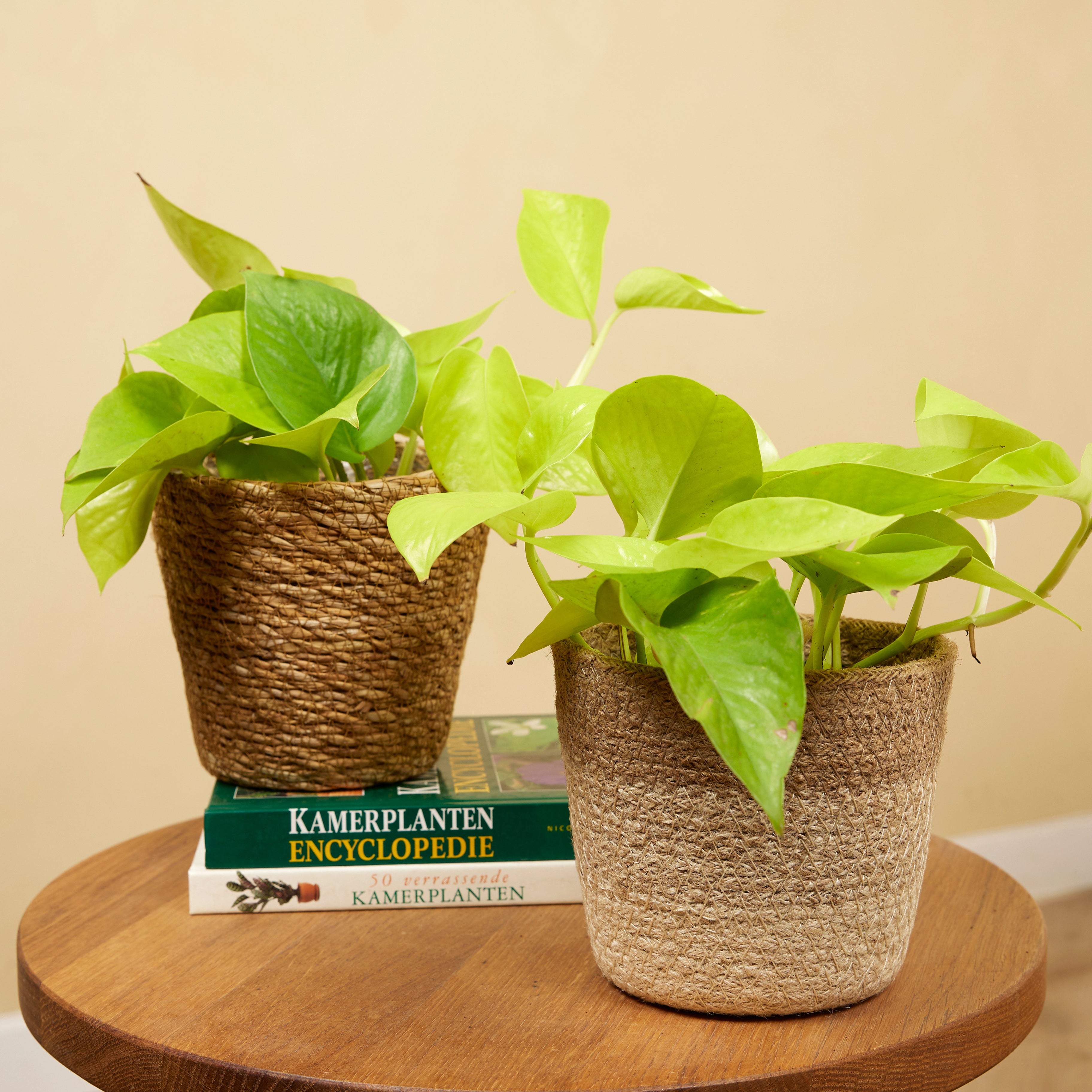 Scindapsus Golden Pothos – Plante D'Intérieur