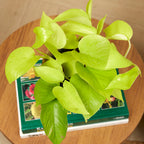 Scindapsus Golden Pothos – Plante D'Intérieur