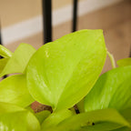 Scindapsus Golden Pothos – Plante D'Intérieur