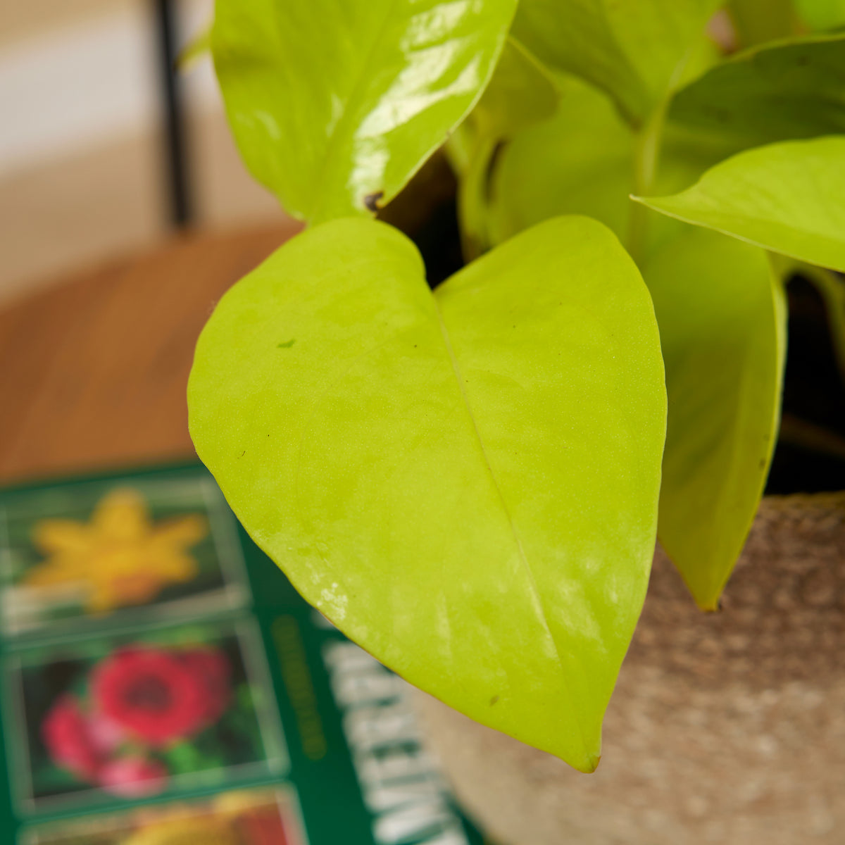 Scindapsus Golden Pothos – Plante D'Intérieur