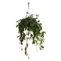 Aeschynanthus Marmoratus – Houseplant