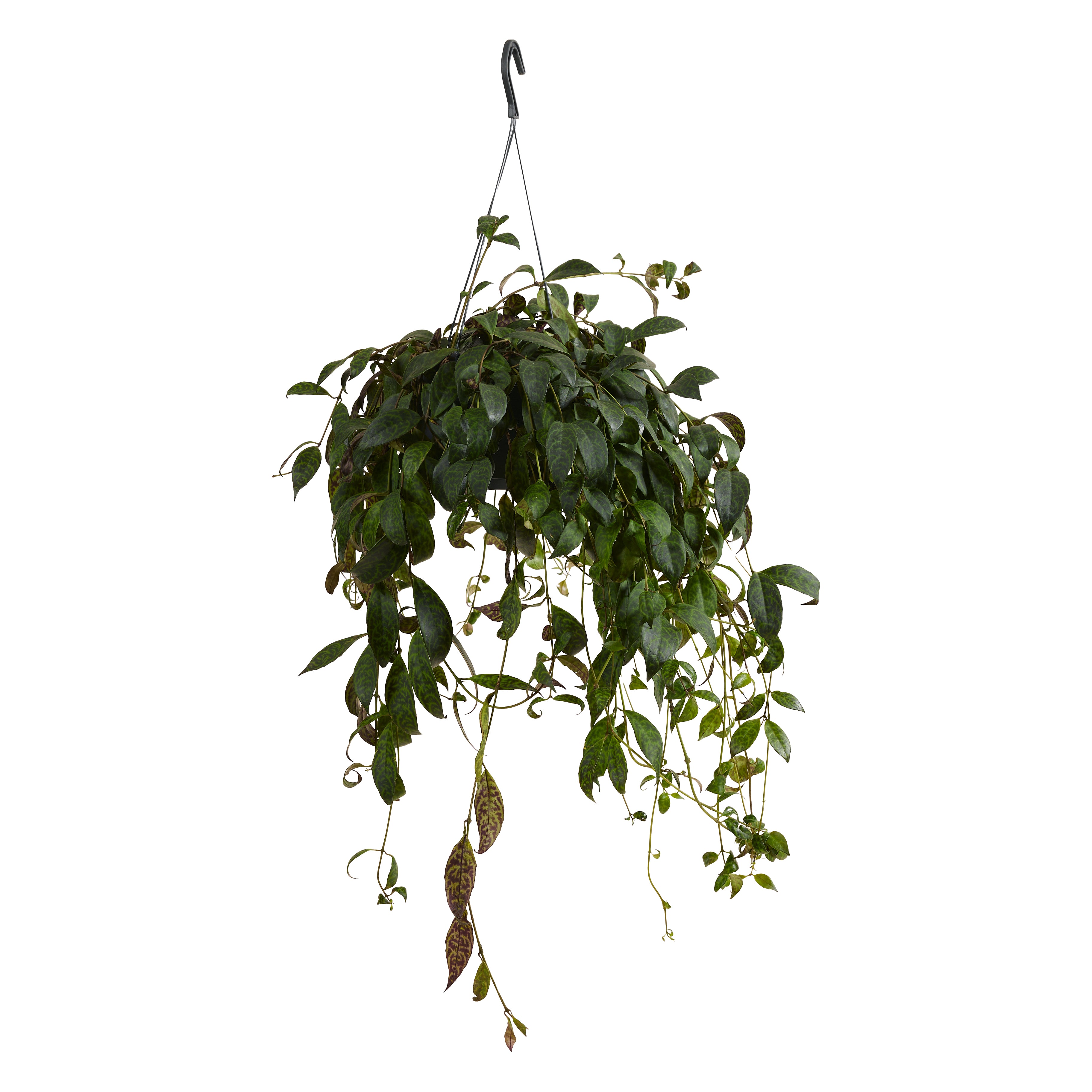 Aeschynanthus Marmoratus – Houseplant