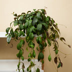 Aeschynanthus Marmoratus – Houseplant