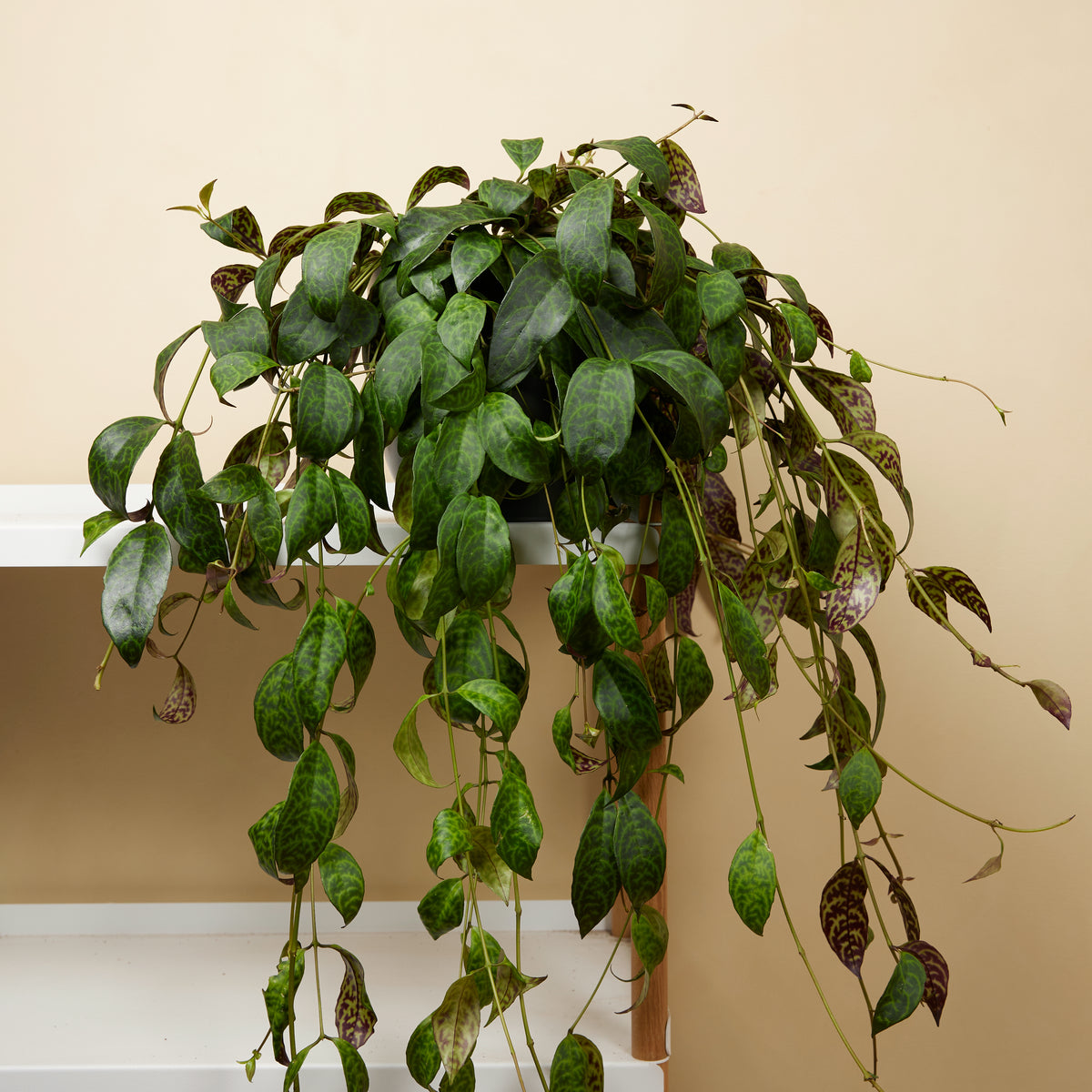 Aeschynanthus Marmoratus – Houseplant
