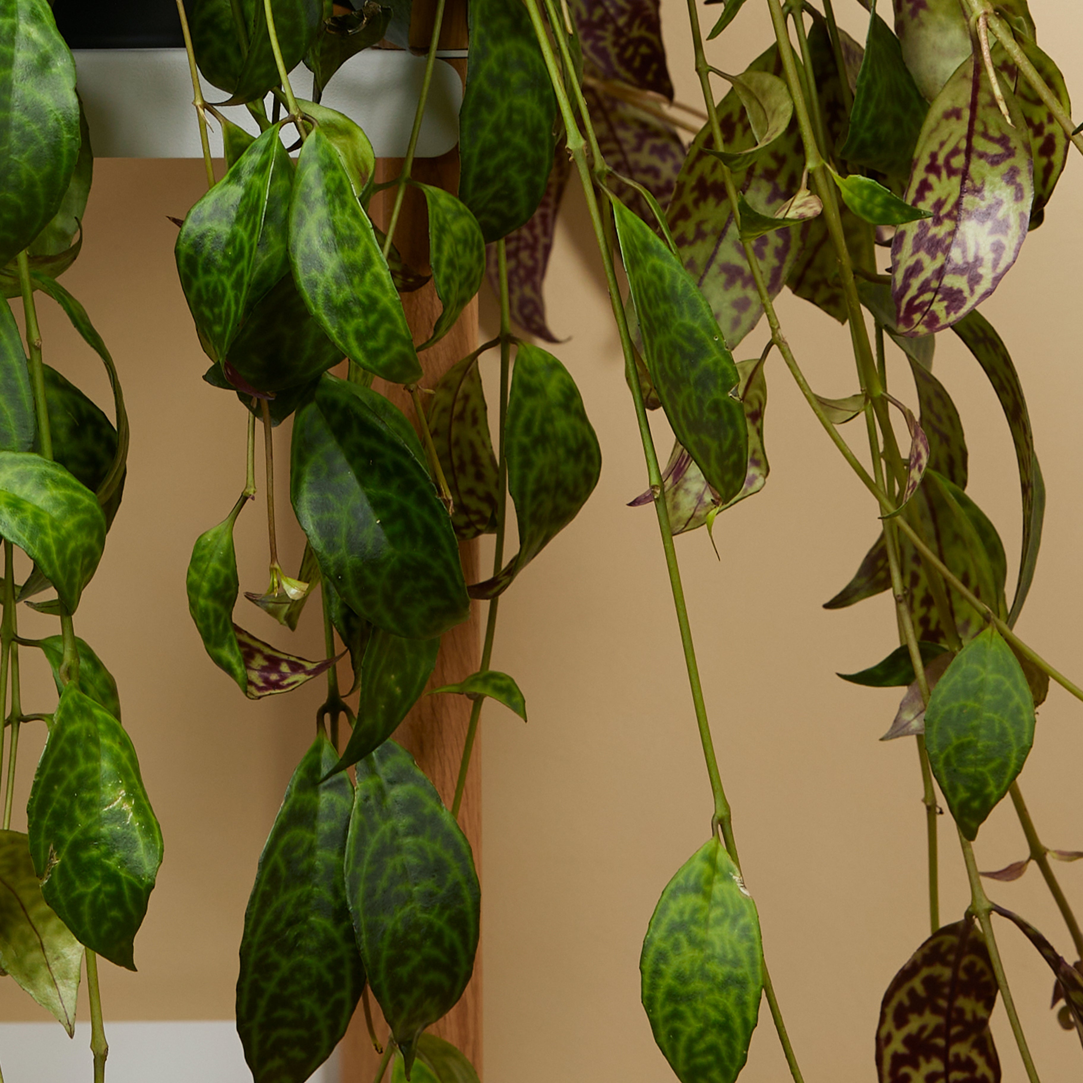 Aeschynanthus Marmoratus – Houseplant