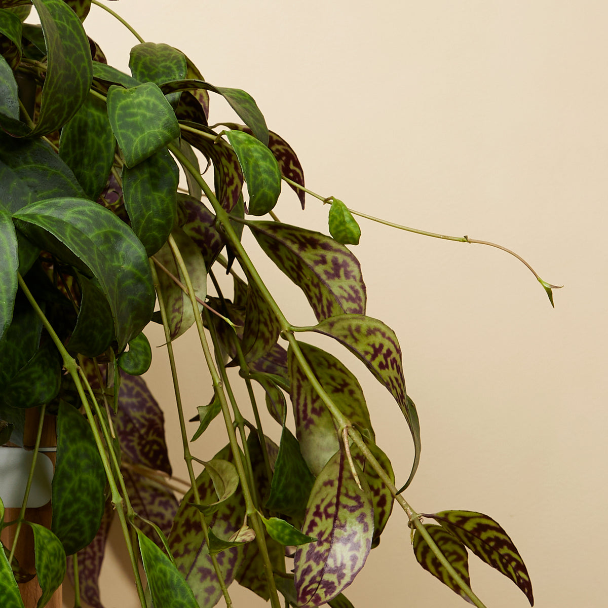 Aeschynanthus Marmoratus – Houseplant