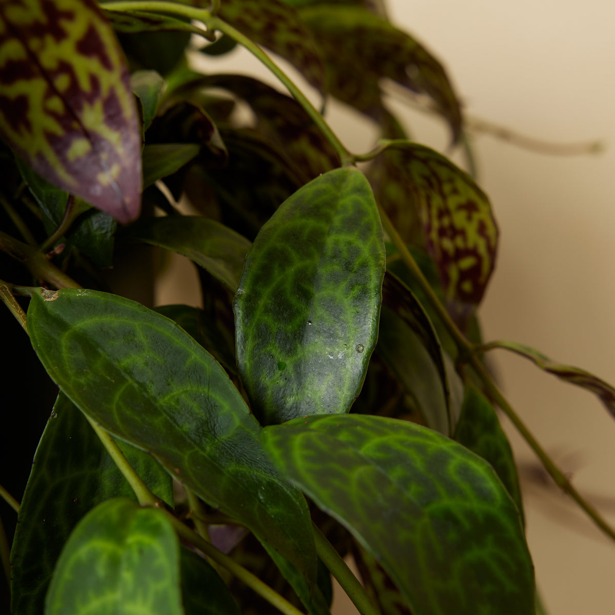 Aeschynanthus Marmoratus – Houseplant