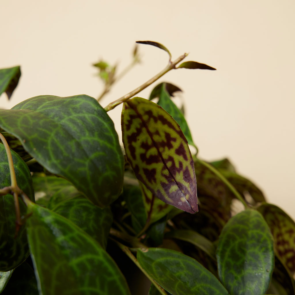 Aeschynanthus Marmoratus – Houseplant