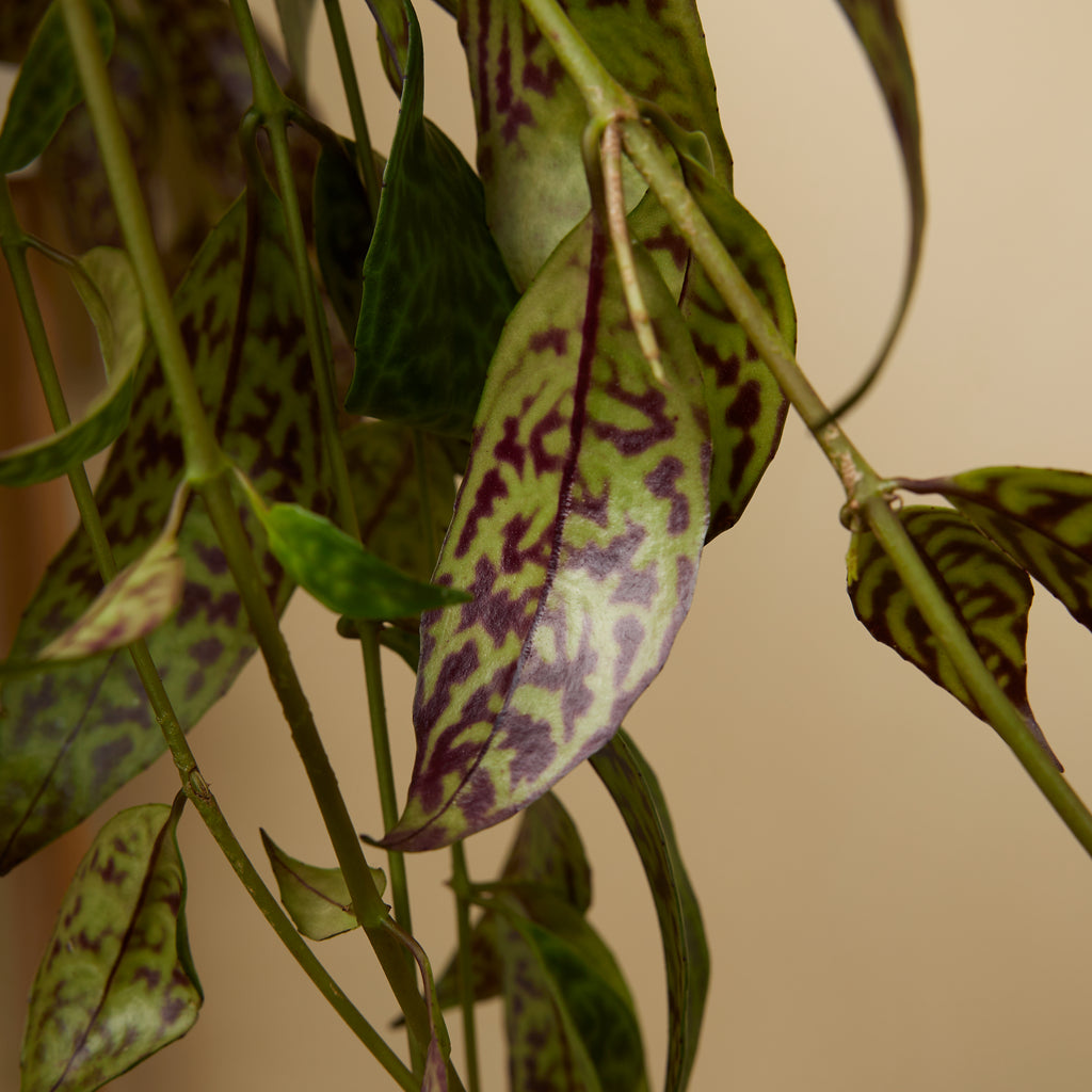 Aeschynanthus Marmoratus – Houseplant