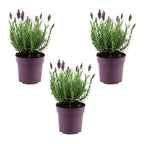 Lot De 3 Lavandes Papillon Anouk – Plante D'Extérieur