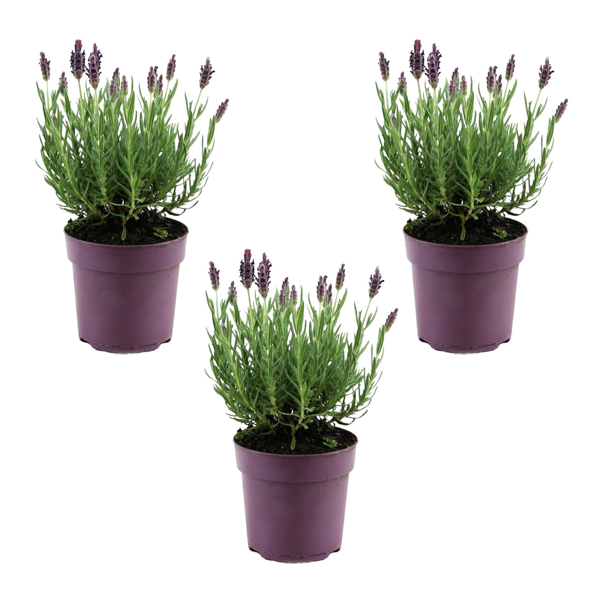 Lot De 3 Lavandes Papillon Anouk – Plante D'Extérieur