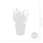 Lot De 3 Lavandes Papillon Anouk – Plante D'Extérieur