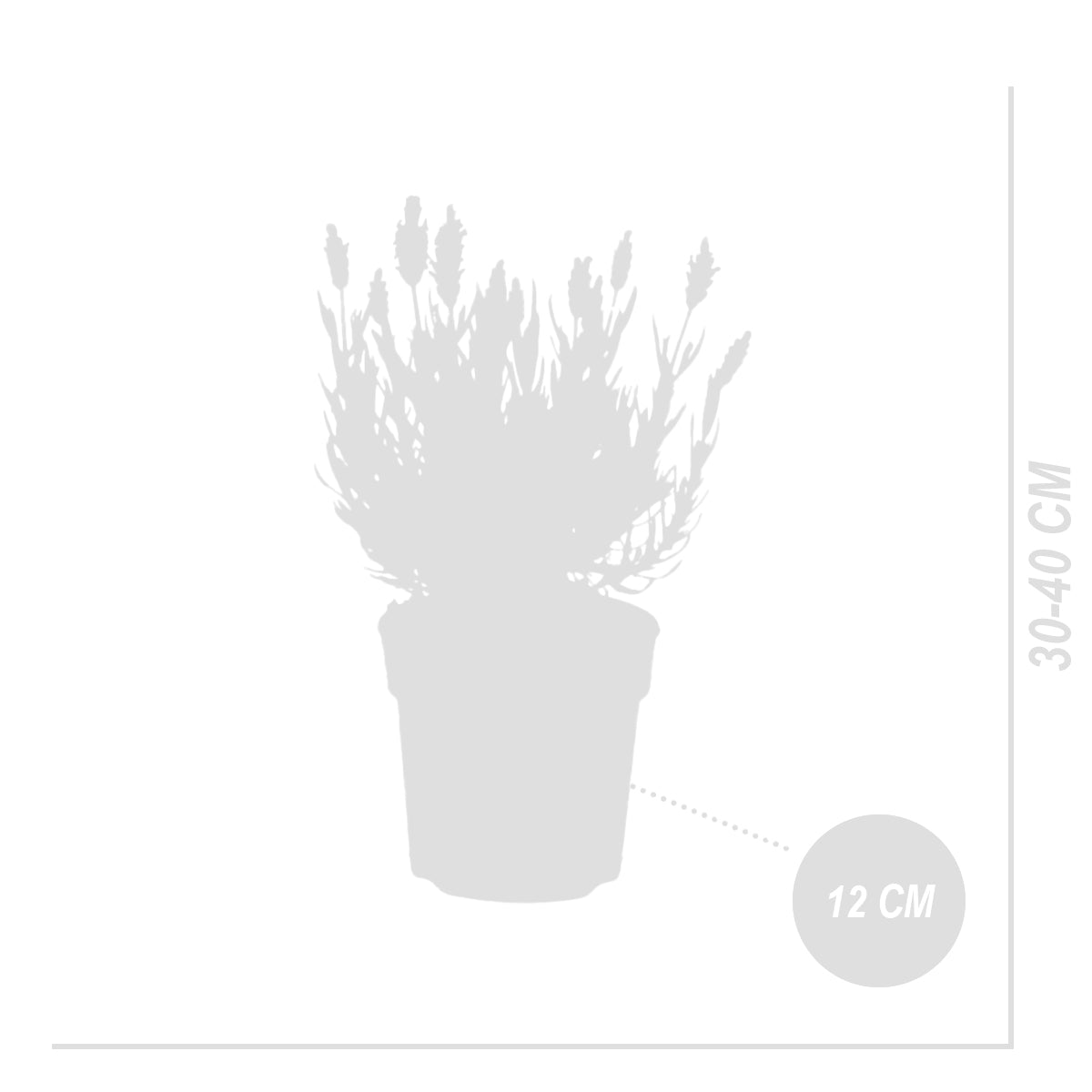 Lot De 3 Lavandes Papillon Anouk – Plante D'Extérieur