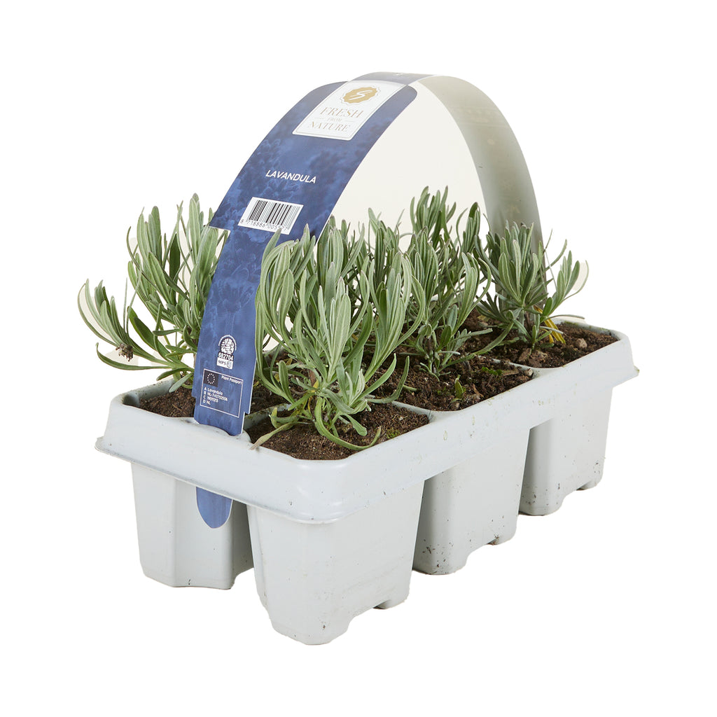 Lot De 6 Lavandes Blanches – Plante D'Extérieur