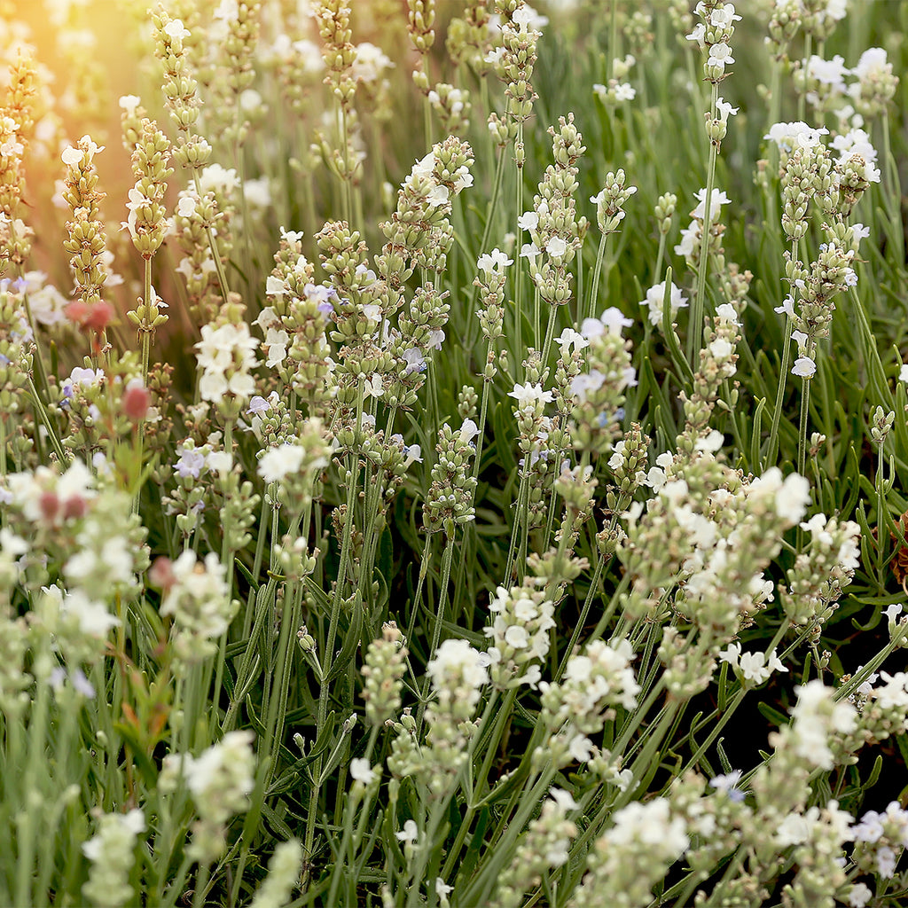 Lot De 6 Lavandes Blanches – Plante D'Extérieur