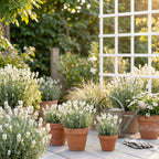 Lot De 6 Lavandes Blanches – Plante D'Extérieur