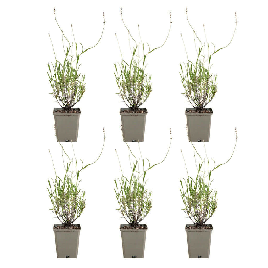 Lot De 6 Lavandes Dwarf Blue – Plante D'Extérieur