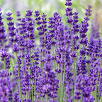 Lot De 6 Lavandes Dwarf Blue – Plante D'Extérieur