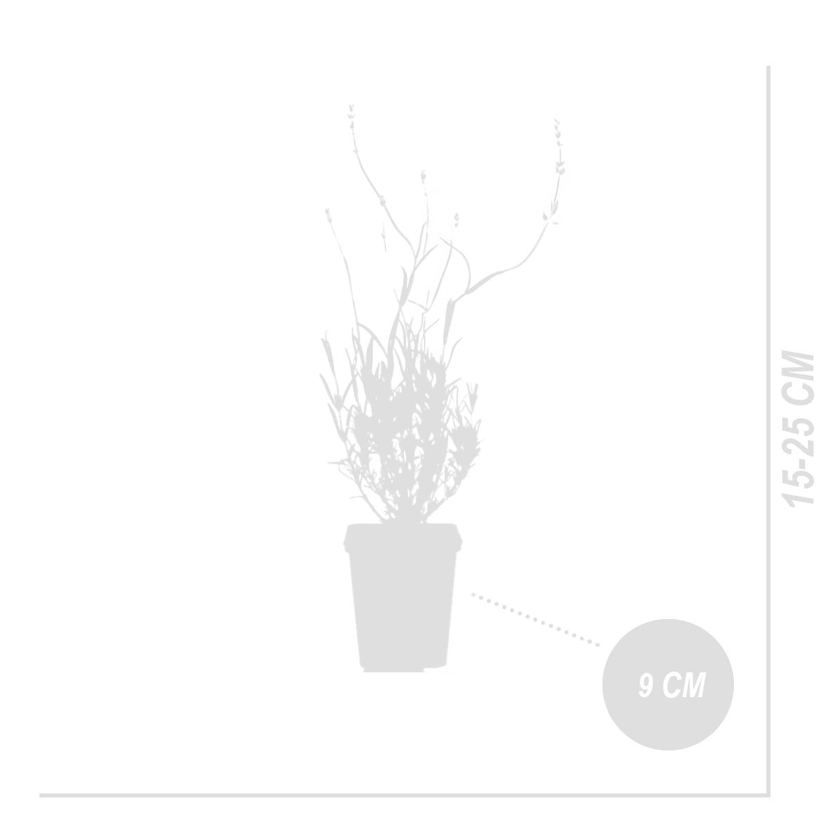 Lot De 6 Lavandes Dwarf Blue – Plante D'Extérieur