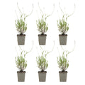 Lot De 6 Lavandes Munstead – Plante D'Extérieur