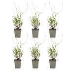 Lot De 6 Lavandes Munstead – Plante D'Extérieur