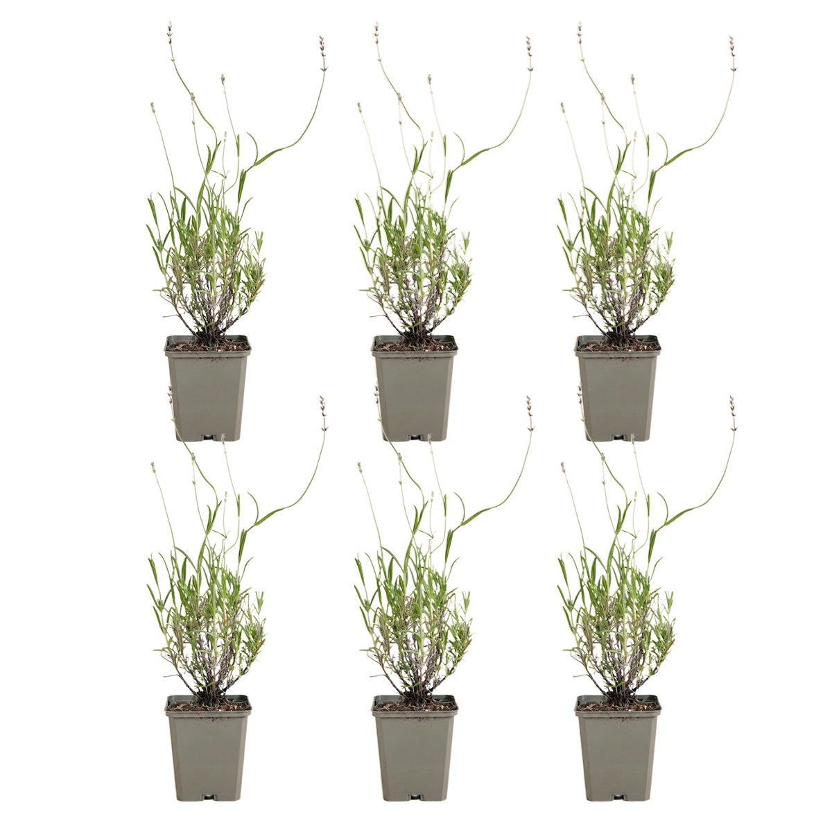 Lot De 6 Lavandes Munstead – Plante D'Extérieur